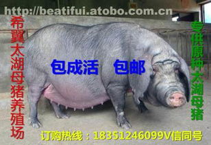 太湖母豬價(jià)格、廠家與供應(yīng)商推薦 鹽城市亭湖區(qū)南洋鎮(zhèn)沂之水農(nóng)產(chǎn)品經(jīng)營(yíng)部熱賣中